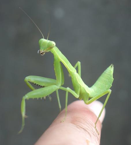 Hierodula patellifera