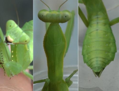 Réf. 236 419 : Hierodula patellifera