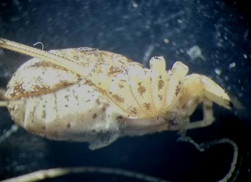 Réf. 236 767 : Opilio saxatilis