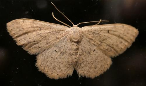 Réf. 236 362 : Scopula marginepunctata