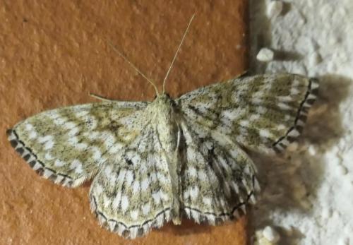 Réf. 236 348 : Scopula tessellaria