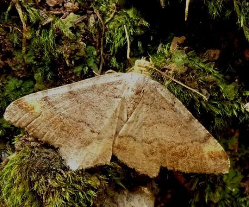 Macaria Liturata Papillon De Nuit Marron Clair Le Monde Des Insectes Macaria Liturata Papillon De Nuit Marron Clair Le Monde Des Insectes