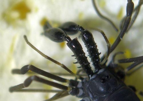 Ischyropsalis carli