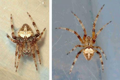 Réf. 236 259 : Neoscona sp.