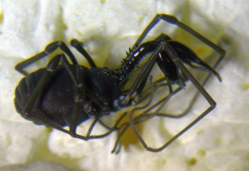 Ischyropsalis carli