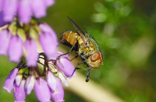 Rhyncomya sp.