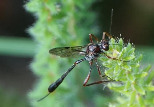 Réf. 236 172 : Anomalon cruentatum