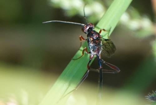 Réf. 236 171 : Anomalon cruentatum
