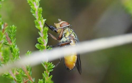 Rhyncomya sp.