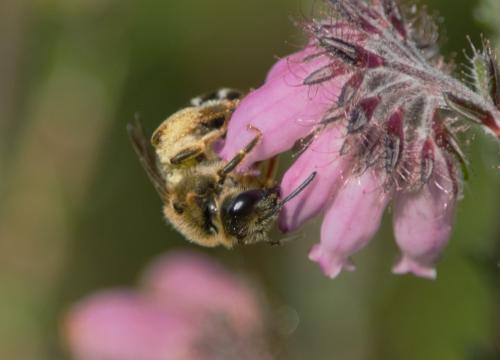Réf. 236 135 : Halictus sp.