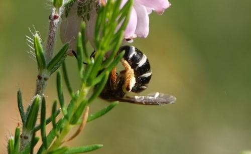 Réf. 236 134 : Halictus sp.