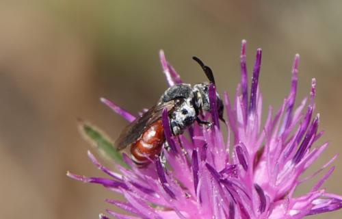 Ammobates sp.