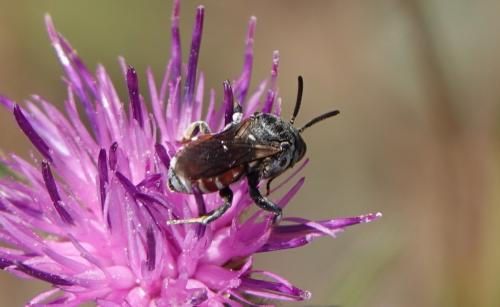 Ammobates sp.