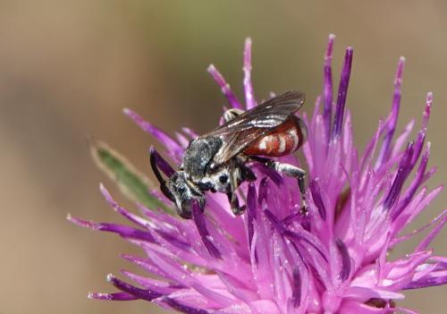 Ammobates sp.