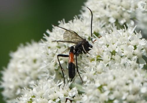 Réf. 236 104 : Dusona sp.