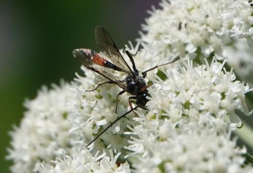 Réf. 236 105 : Dusona sp.