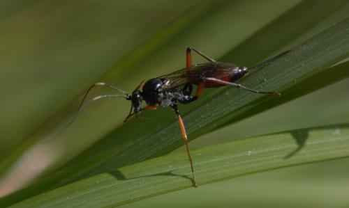 Réf. 236 266 : Cryptini inconnu