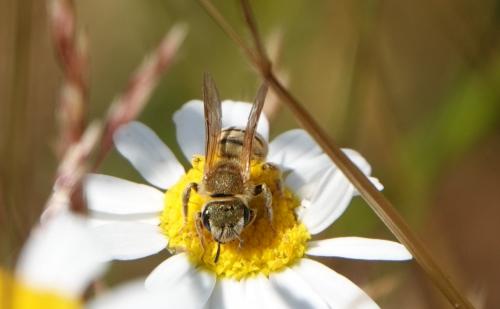 Seladonia seladonia