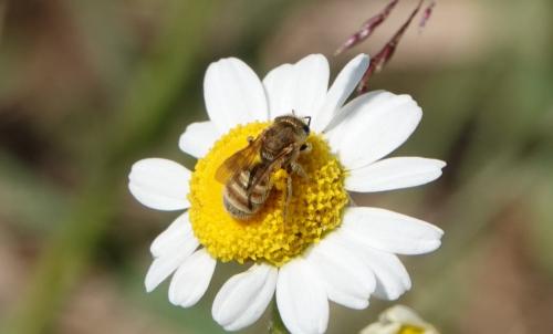 Réf. 236 692 : Seladonia sp.