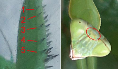 Hierodula patellifera