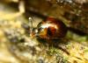 236470 – Photo : brigitte – France (43)