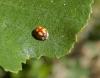 236751 – Photo : Maria Justamond – France (61)