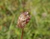 236924 – Photo : Maria Justamond – France (61)