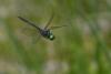 236988 – Photo : Bertrand Piney – France (73)