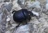 236407 – Photo : Julie Lambin via Tél.cell – France (37)