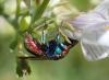 236956 – Photo : Catherine Reymonet-Smitten – France (19)