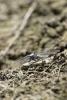 236567 – Photo : Thierry Wattez – France (79)