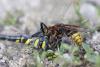 236641 – Photo : Nicolas Helitas – France (24)