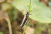236742 – Photo : brigitte ghilain – Belgique