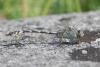 236080 – Photo : Nicolas Helitas – Croatie