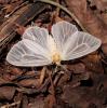 236822 – Photo : Norbert Verneau – Mayotte