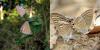 236758 – Photo : Norbert Verneau – Mayotte