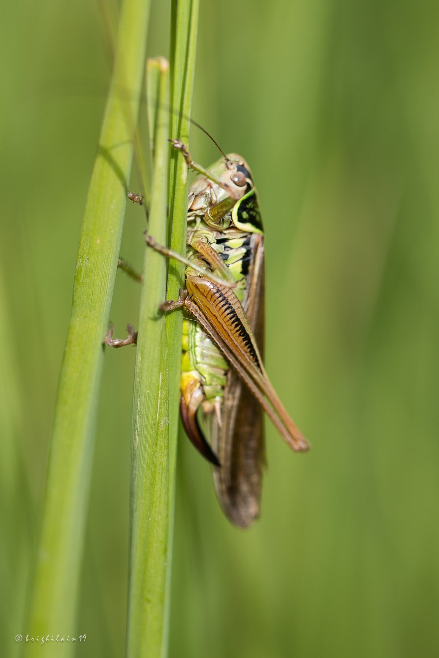 brigitte ghilain - Roeseliana roeselii - réf. 236067 (900 x 1350 pixels, 99 ko)