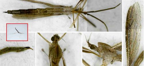 Réf. 237 445 : Conosia irrorata
