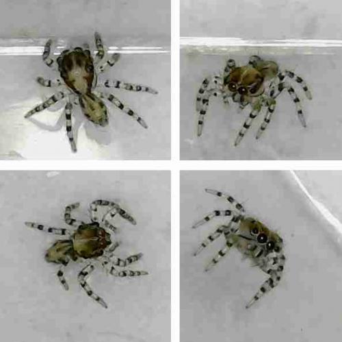 Réf. 237 991 : Plexippus sp.
