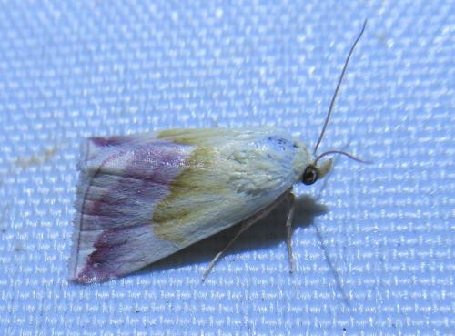 Eublemma purpurina