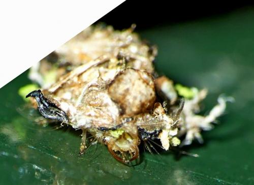 Réf. 237 215 : Chrysotropia ciliata