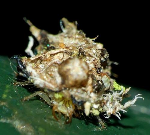 Réf. 237 216 : Chrysotropia ciliata