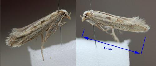 Réf. 237 231 : Plutella xylostella