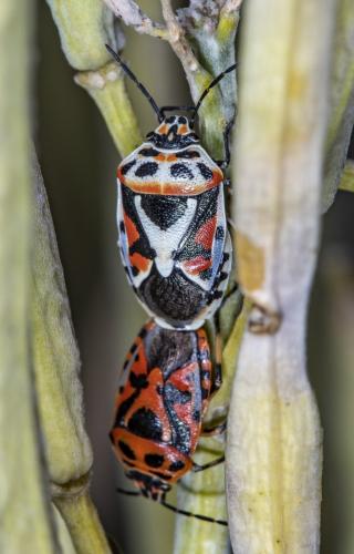 Réf. 237 066 : Eurydema ornata