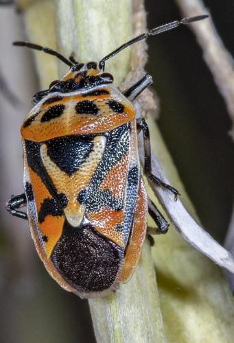 Réf. 237 067 : Eurydema ornata