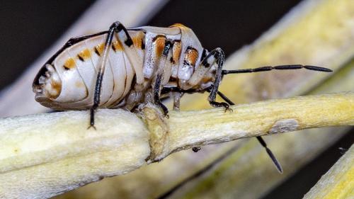 Eurydema ornata