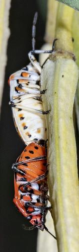 Eurydema ornata