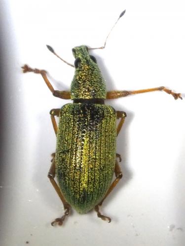 Réf. 237 878 : Polydrusus formosus