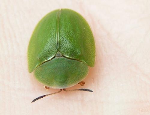 Cassida viridis
