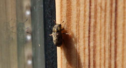 Hylesinus sp.